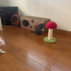 🩶6月22日(日)🩶岡田ほご猫譲渡会🩶13時から16時 - 春日市