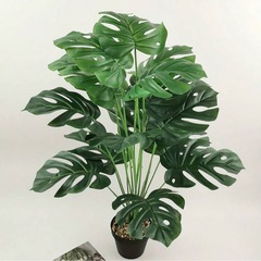 観葉植物