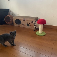 🩶6月22日(日)🩶岡田ほご猫譲渡会🩶13時から16時 - 猫