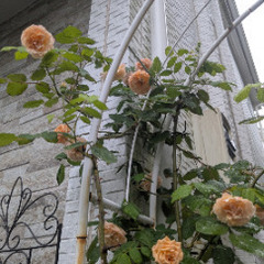 つるバラ大苗【バフビューティー】