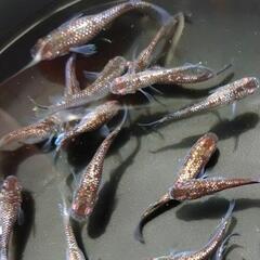 めだか　クラウドグレーダイヤ　メダカです🥰10匹です。の画像