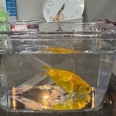 金魚　金鱗コメット