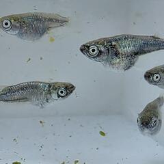 【お取引中】黒衣メダカ　1匹300円の画像