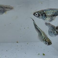 【お取引中】黒衣メダカ　1匹300円の画像