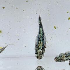 【お取引中】黒衣メダカ　1匹300円の画像