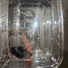 金魚　寿恵廣錦の画像