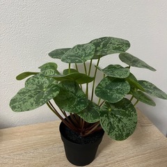 観葉植物