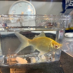 金魚　アルビノコメット