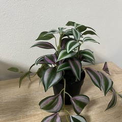 観葉植物