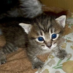 子猫の里親募集中