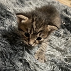 里親、無事に見つかりました。 - 猫