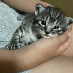里親、無事に見つかりました。 − 三重県
