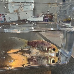 金魚　シルク朱文金