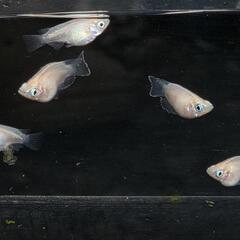 ピュアホワイトダルマメダカ