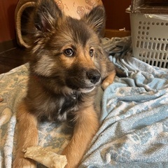 近所で　飼っていた母犬の子
