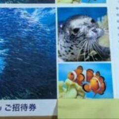 新江ノ島水族館 招待券 残り1枚のみ