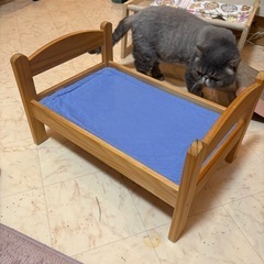 猫の画像