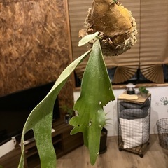ビカクシダ 苔玉