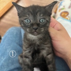 子猫の里親募集です