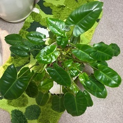 観葉植物美株フィロデンドロン・バールマルクスの画像