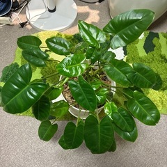 観葉植物美株フィロデンドロン・バールマルクス