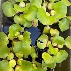 ホテイアオイ(一株)の画像