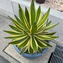 アガベ　五色万代　子株の画像