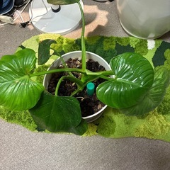 観葉植物フィロデンドロン ビッチェリー大株