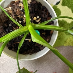 観葉植物フィロデンドロン ビッチェリー大株の画像