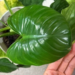 観葉植物フィロデンドロン ビッチェリー大株の画像