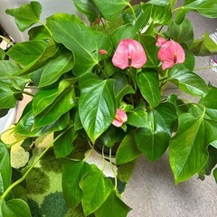 大株アンスリウム観葉植物の画像