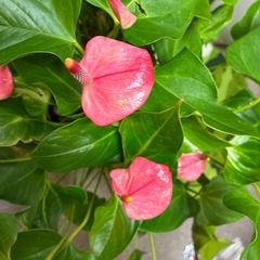 大株アンスリウム観葉植物の画像