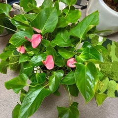 大株アンスリウム観葉植物
