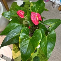 観葉植物アンスリウムの画像