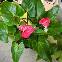 観葉植物アンスリウム
