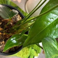 観葉植物アンスリウムの画像