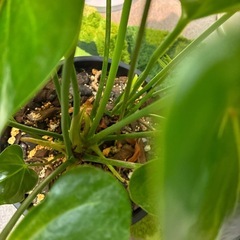 観葉植物アンスリウムの画像