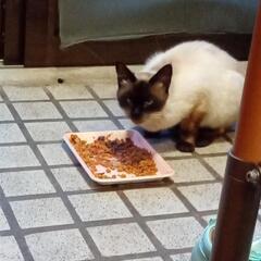 （お話中になります）ほとんどシャム君　保護したばかり　飼い主不在確認済