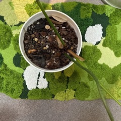 巨大サイズ⭐︎希少⭐︎フィロデンドロン　グロリオーサム　土植え  の画像