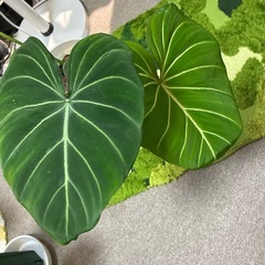 巨大サイズ⭐︎希少⭐︎フィロデンドロン　グロリオーサム　土植え  の画像