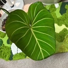巨大サイズ⭐︎希少⭐︎フィロデンドロン　グロリオーサム　土植え  の画像