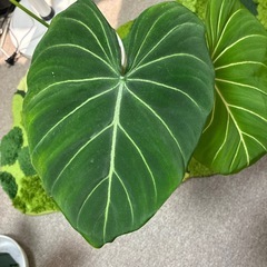 巨大サイズ⭐︎希少⭐︎フィロデンドロン　グロリオーサム　土植え  