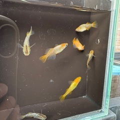期日限定【めだか】プラチナ牡丹×鳳凰×ラメ王 1匹