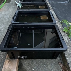 メダカ、めだか　レッドクリフ紅白タイプ　5匹の画像