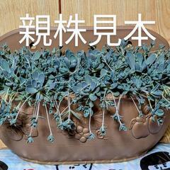 多肉植物🌱子持ち蓮③子株苗