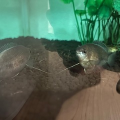 魚の画像