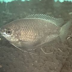 魚の画像