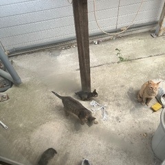 野良猫が住み着いて困ってます