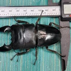スマトラオオヒラタクワガタ 世子 オス 95.3mm