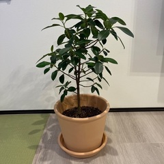 観葉植物 ゴムの木